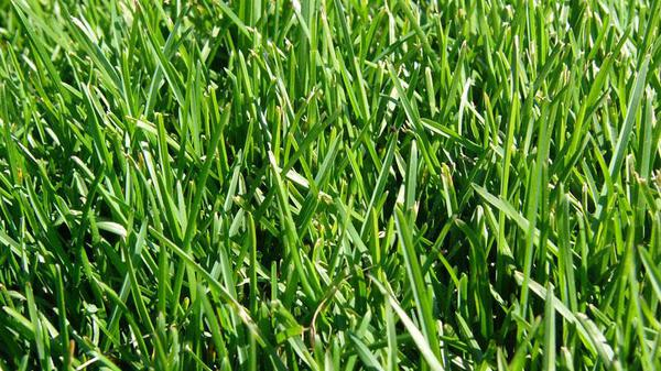 types of lawn grasses. lawn grass.